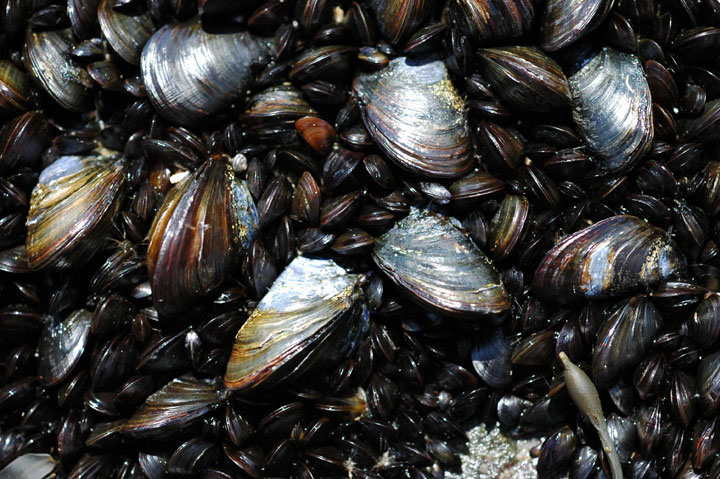 mid intertidal zone Biology Diagrams